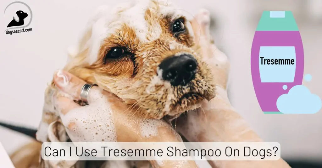 Tresemme Shampoo On Dogs