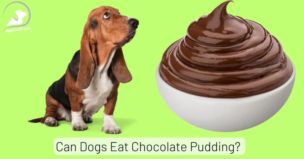 Can Dogs Eat Chocolate Pudding
