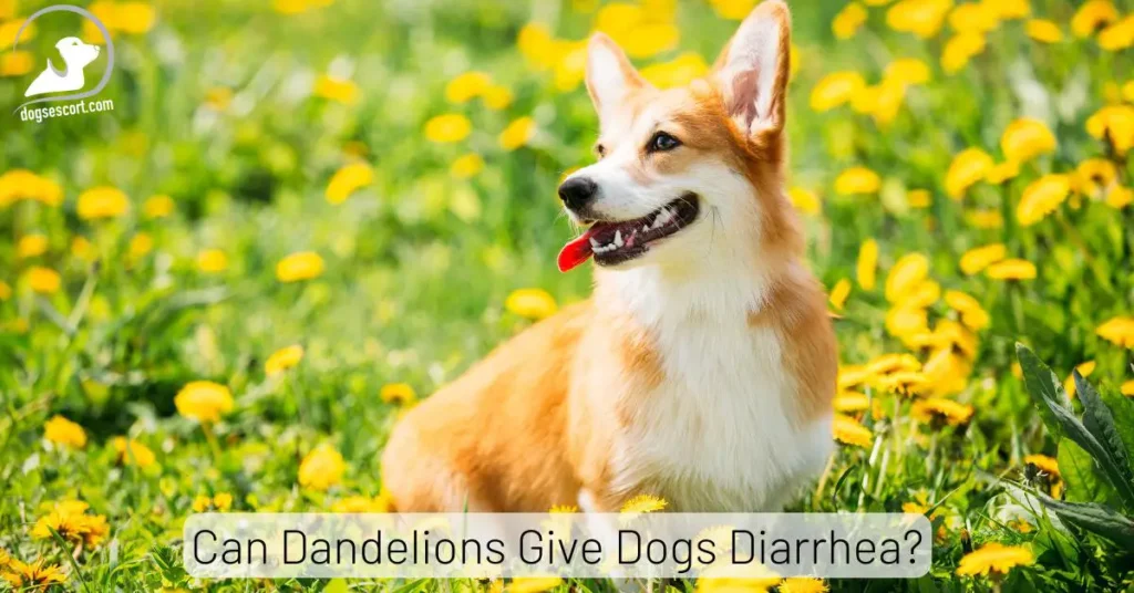 Can Dandelions Give Dogs Diarrhea