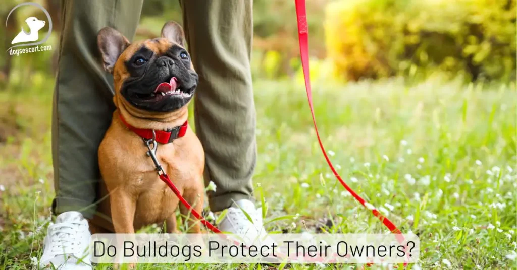Do Bulldogs Protect Their Owners