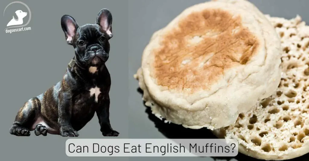 Can Dogs Eat English Muffins