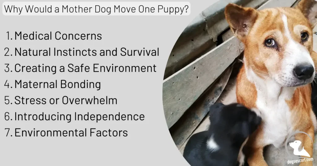 Why Would a Mother Dog Move One Puppy