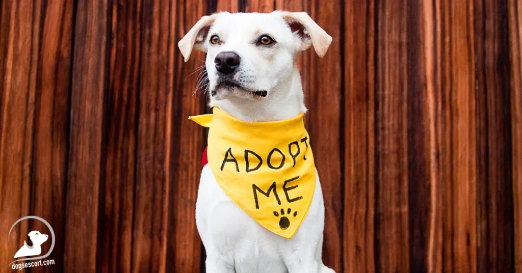Adopting A Dog