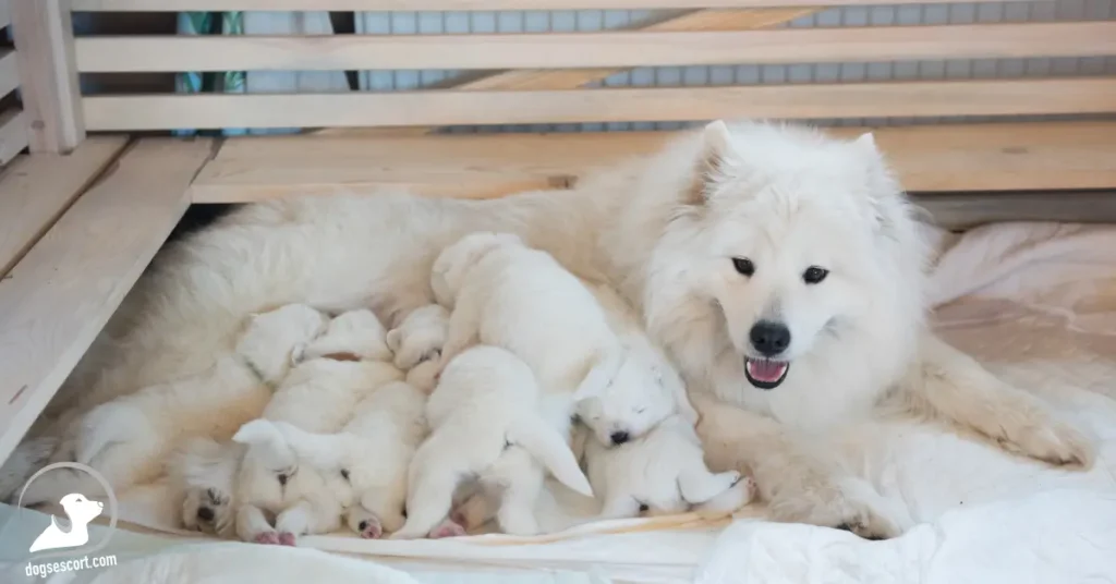 Mother Dog Rejecting Puppies