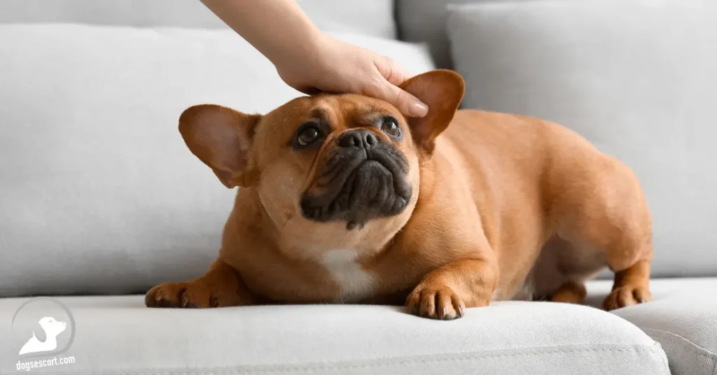 relaxed bulldog