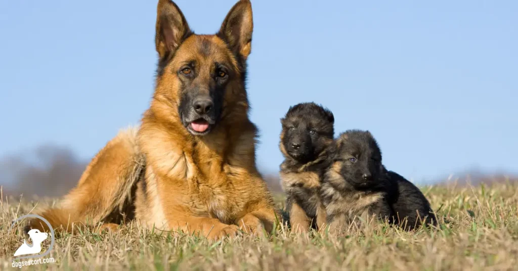 dog with puppies