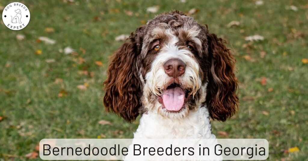 Bernedoodle Breeders in Georgia