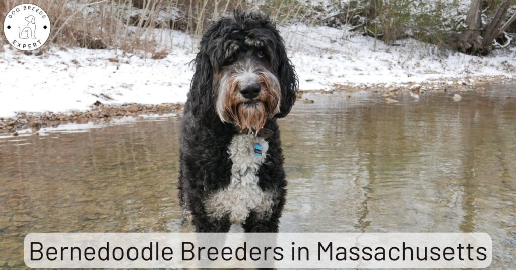 Bernedoodle Breeders in Massachusetts
