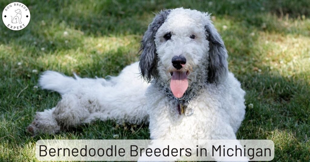 Bernedoodle Breeders in Michigan