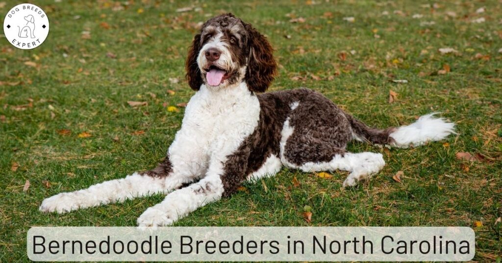 Bernedoodle Breeders in North Carolina