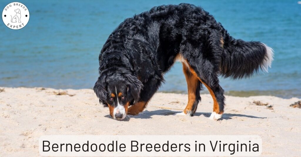 Bernedoodle Breeders in Virginia