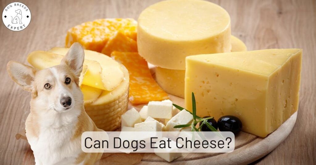 Can Dogs Eat Cheese