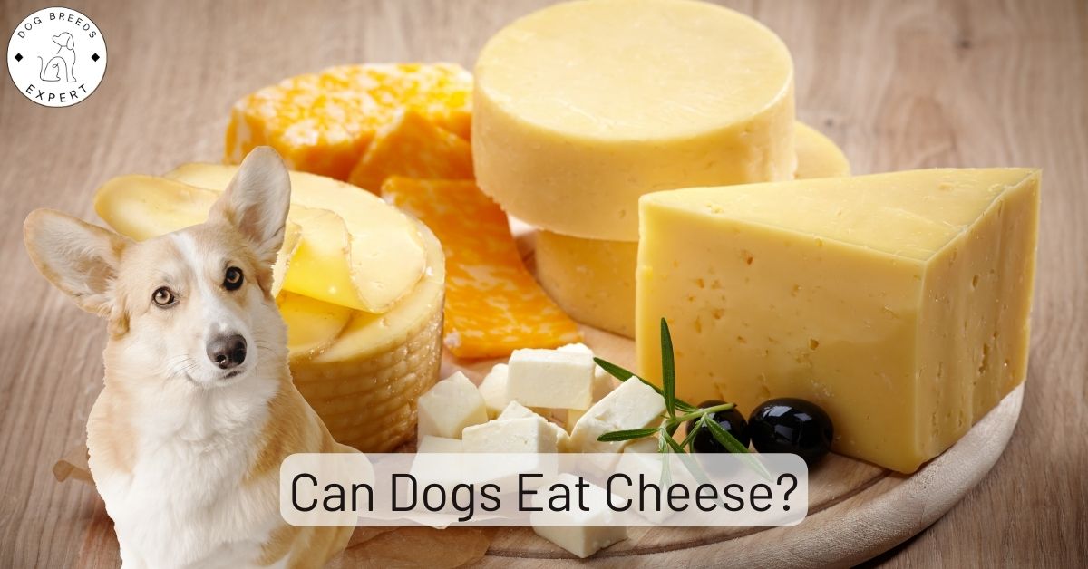Can Dogs Eat Cheese