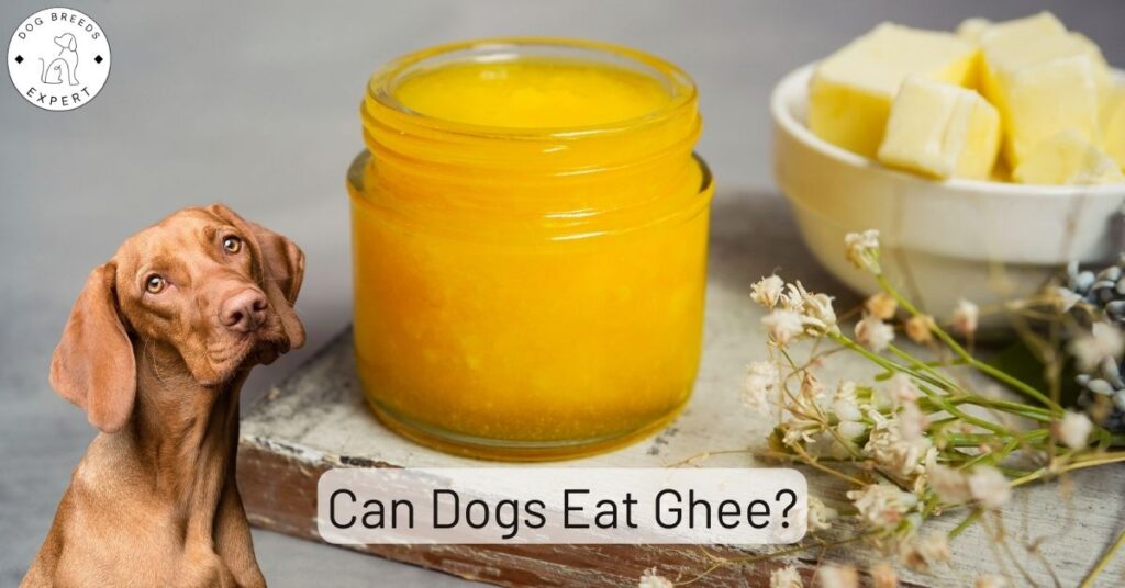 Can Dogs Eat Ghee