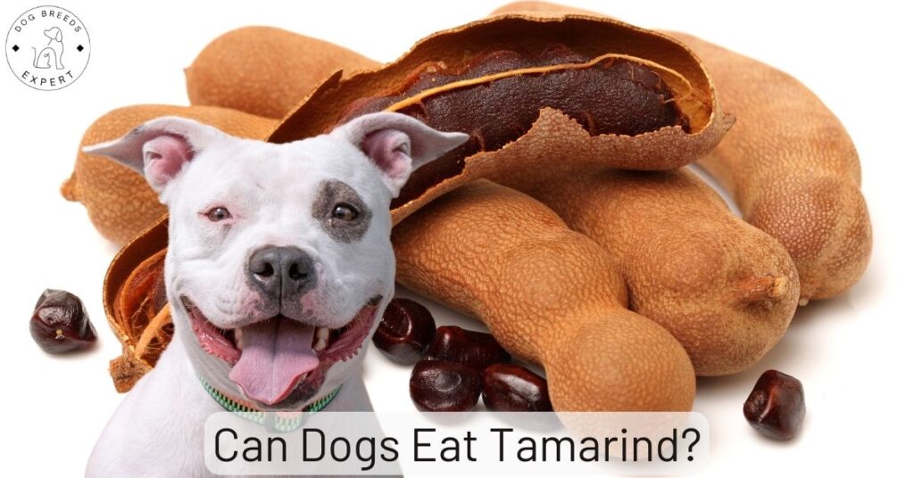 Can Dogs Eat Tamarind?