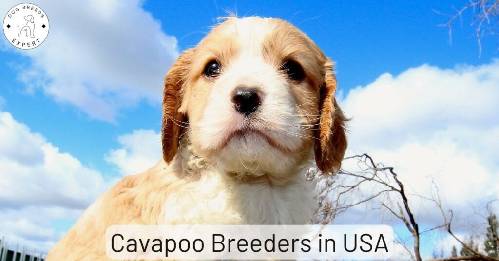 Cavapoo Breeders in the USA