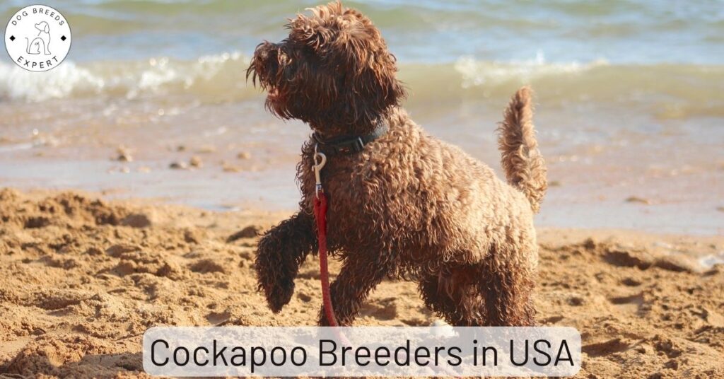 Cockapoo Breeders in USA