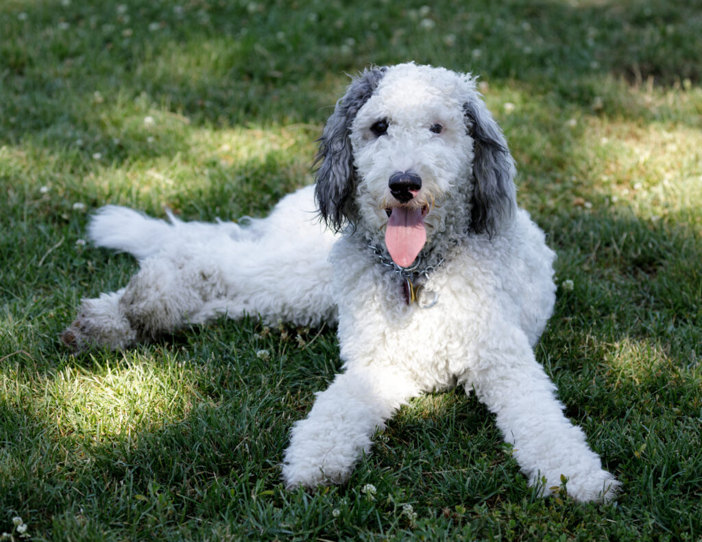 Female Puppy Bernedoodle in Michigan