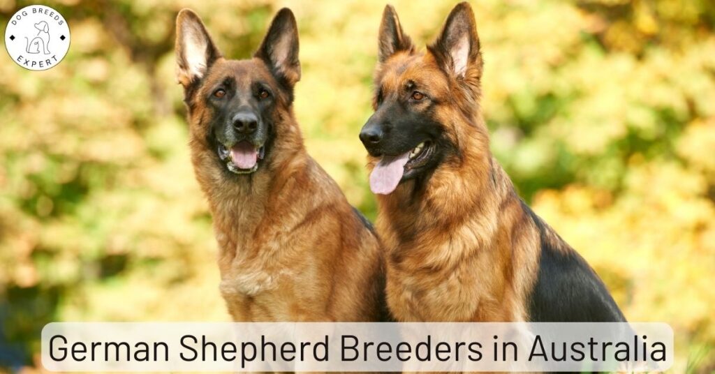 German Shepherd Breeders in Australia | List of 6 Local Breeders