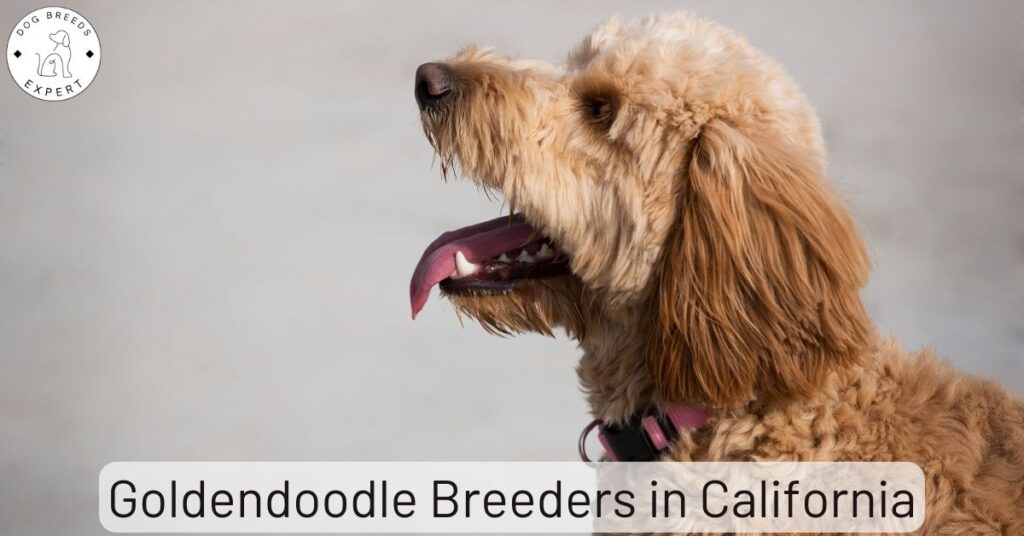 Goldendoodle Breeders in California