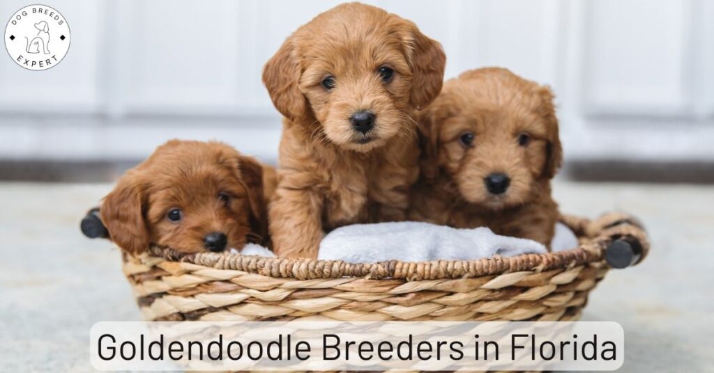 Goldendoodle Breeders in Florida
