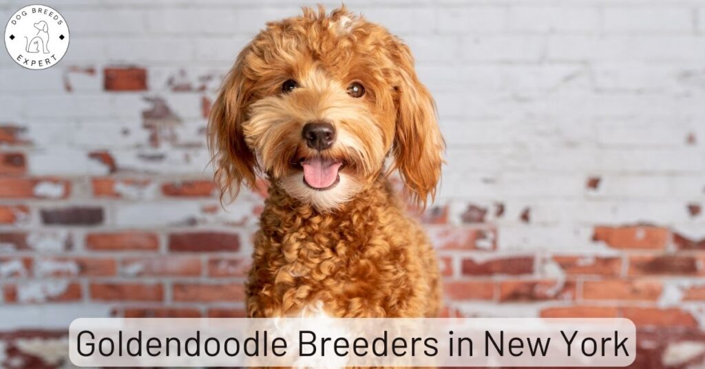 Goldendoodle Breeders in New York