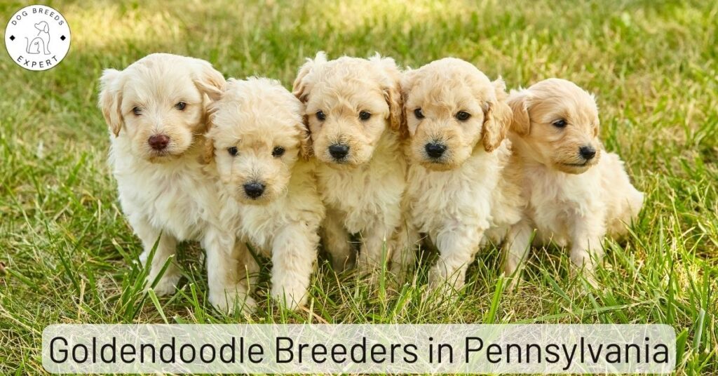 Goldendoodle Breeders in Pennsylvania