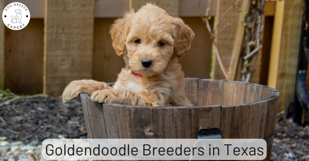 Goldendoodle Breeders in Texas