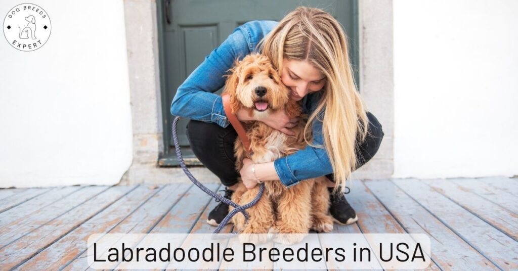 Labradoodle Breeders in USA