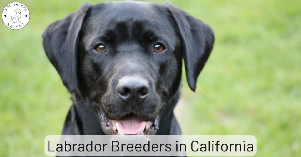 Labrador Breeders in California