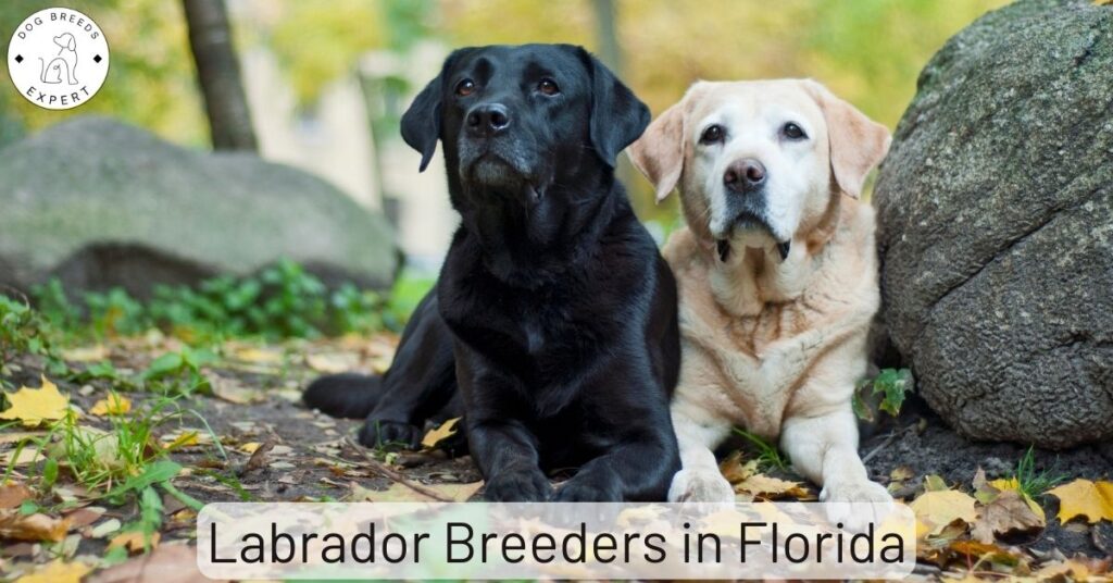 Labrador Breeders in Florida
