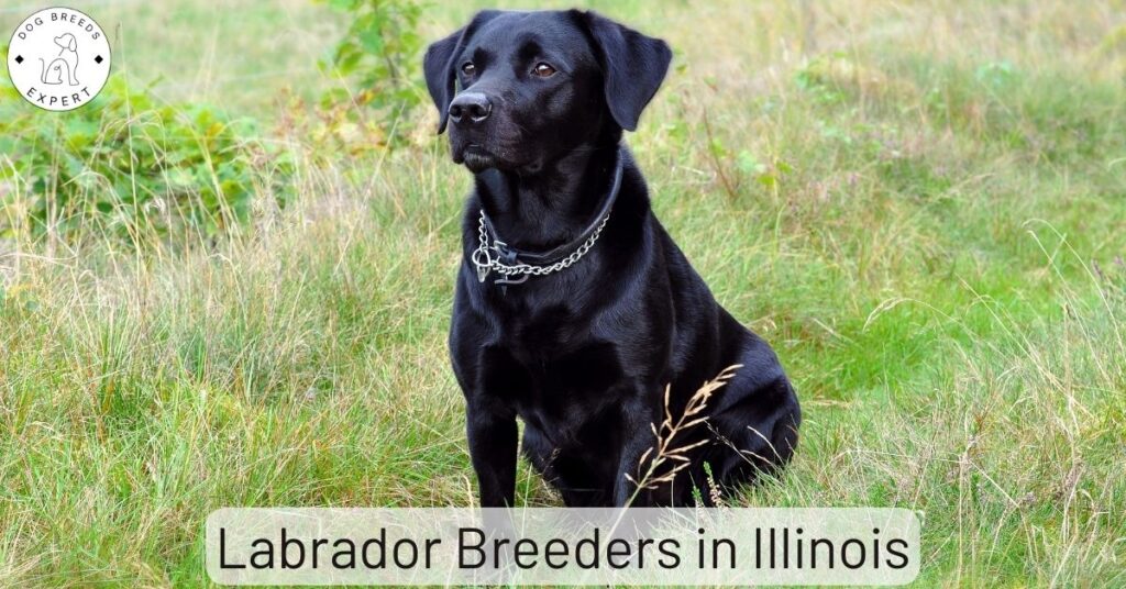 Labrador Breeders in Illinois