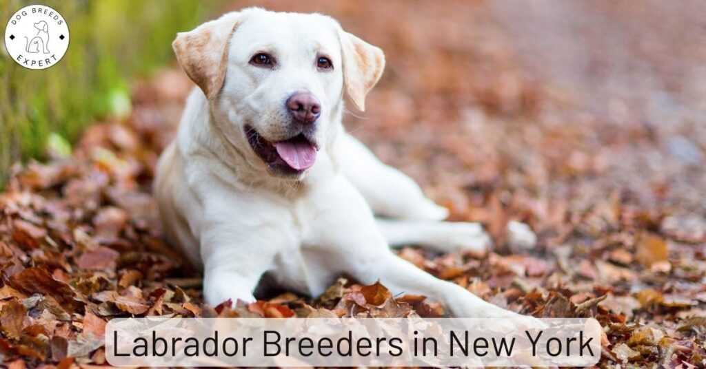 Labrador Breeders in New York