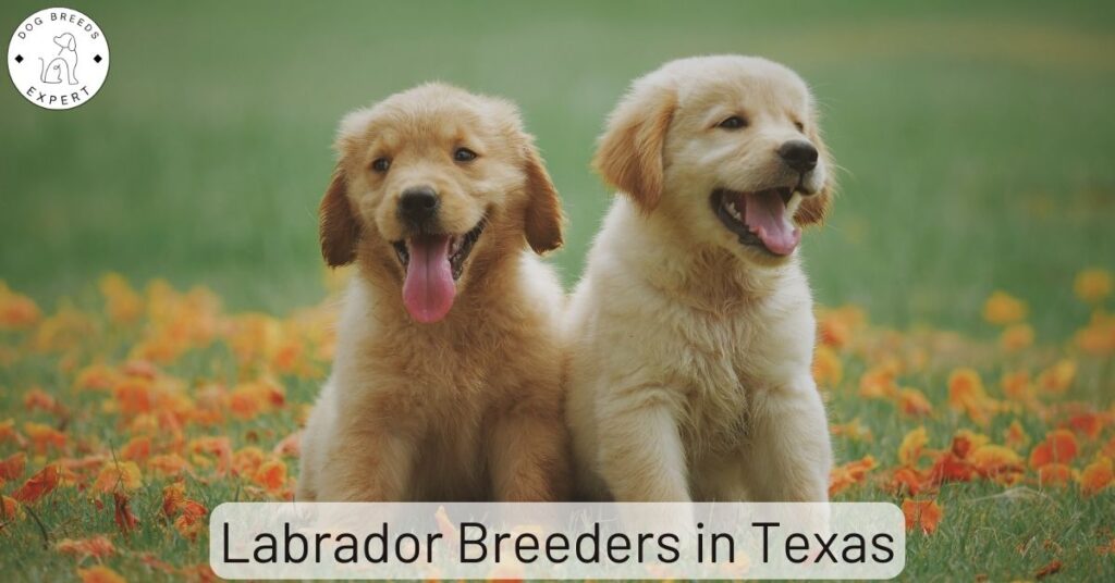 Labrador Breeders in Texas