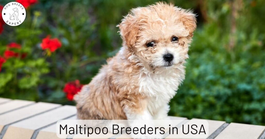 Maltipoo Breeders in USA