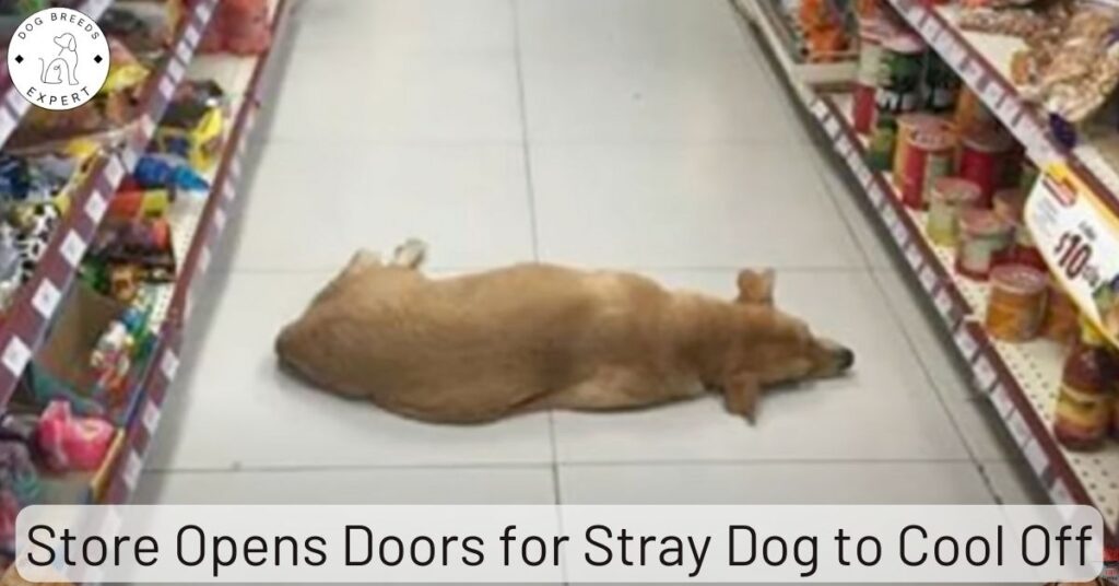 Store Opens Doors for Stray Dog to Cool Off