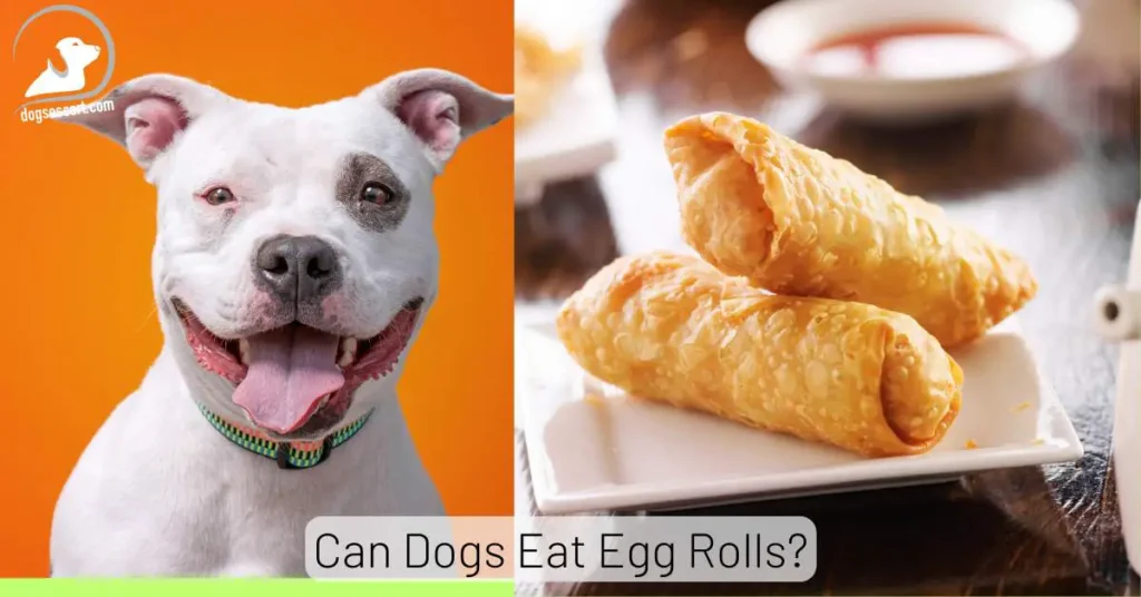 Can Dogs Eat Egg Rolls