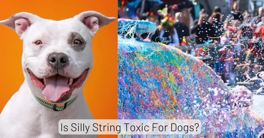 Is Silly String Toxic For Dogs
