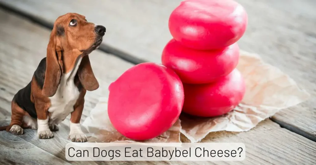 Dogs Eat Babybel Cheese