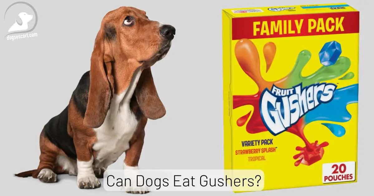Gushers for dogs