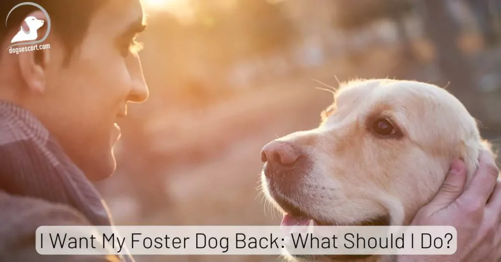 I Want My Foster Dog Back