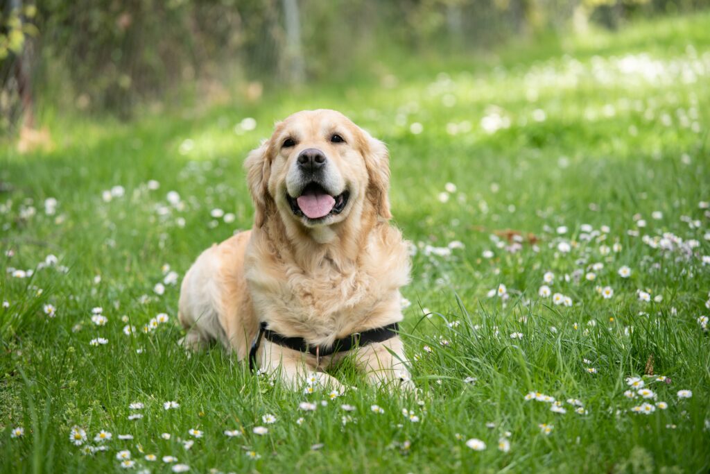 Adorable Labrador dog enjoying in Texas