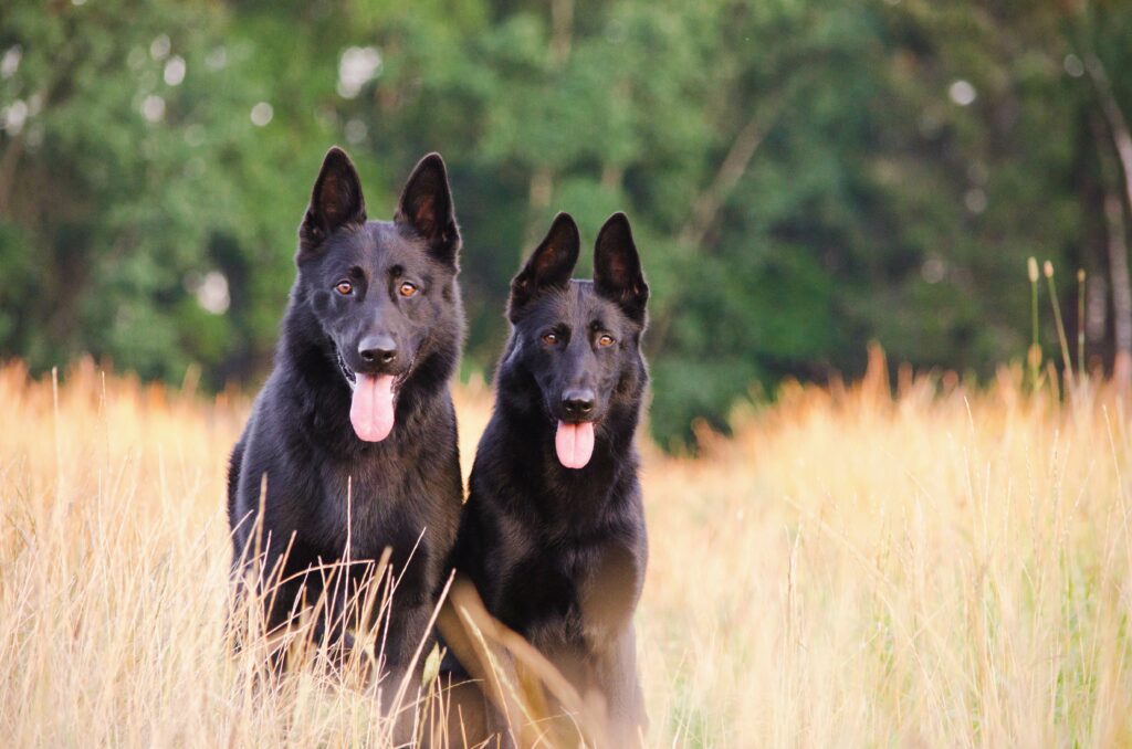 Beautiful black German Shepherd dogs in Michigan 