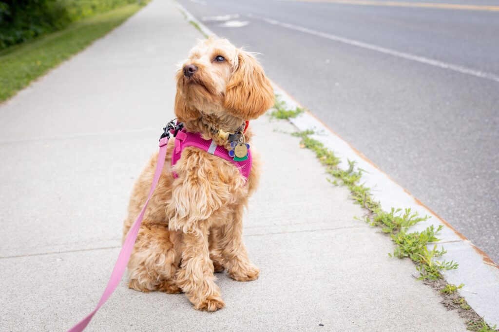 Cute Goldendoodle dog walking in Florida