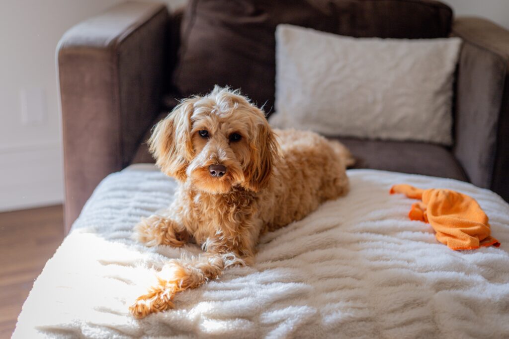 Cute Goldendoodle dog in New York