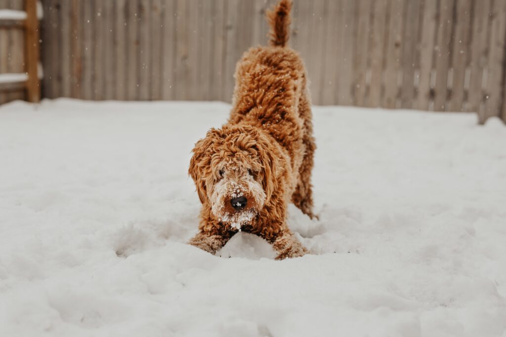 Adorable Golden Puppy in Pennsylvania