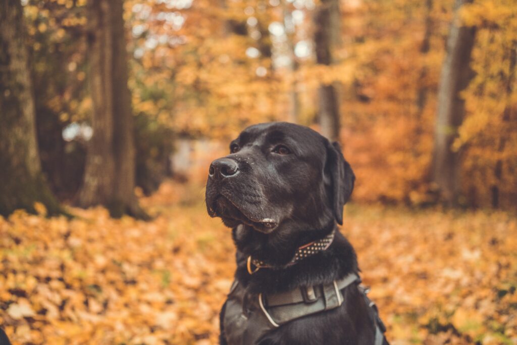 Beautiful Labrador dog in New York 