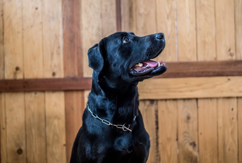 Beautiful Black Labrador dog in Florida