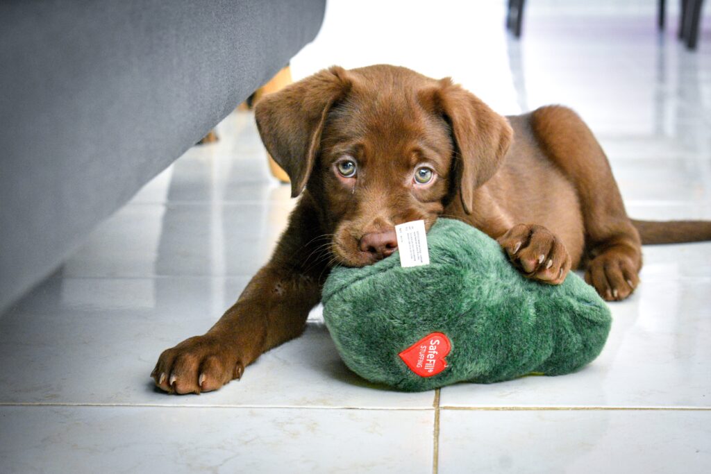 Cute Labrador puppy in Illinois 
