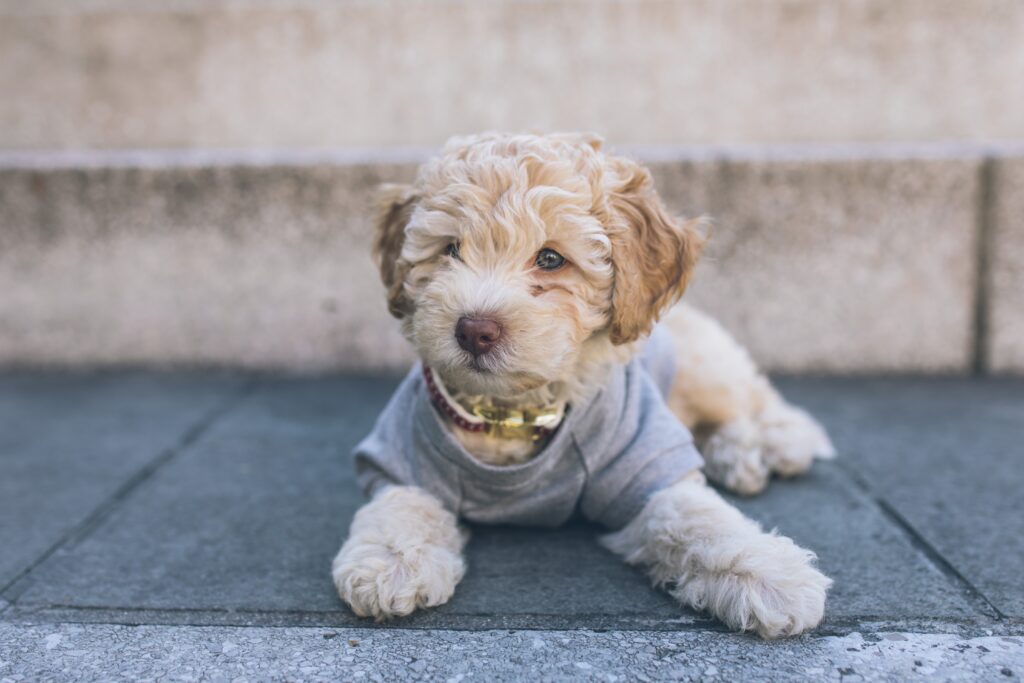 Cute Cavapoo puppy in Maryland